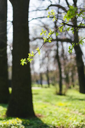 Branches with fresh green leaves in a park. Blurred spring background. の写真素材