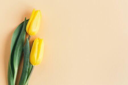 Tender yellow tulips on pastel peach background. Flat lay. Place for textの写真素材