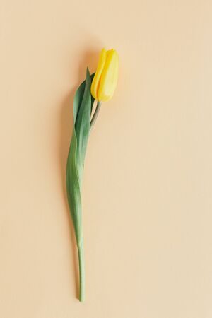 Tender yellow tulip on pastel peach background. Flat lay. Place for textの写真素材