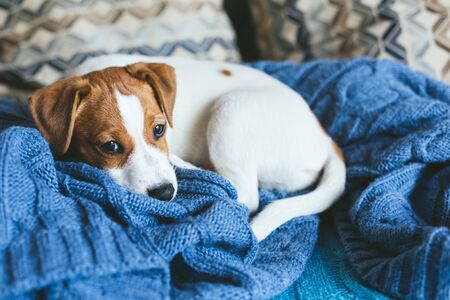Adorable puppy Jack Russell Terrier laying on the blue blanket. Portrait of a little dog.の写真素材
