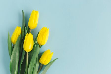 Tender yellow tulips on pastel blue background. Greeting card for Mother's day. Flat lay. Place for text. の写真素材