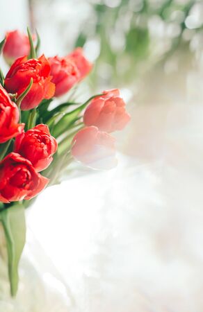 Beautiful red tulips in a morning sunlight. Selective focus. Place for text.の写真素材