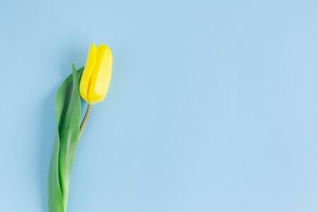 Tender yellow tulip on pastel blue background. Greeting card for Mother's day. Flat lay. Place for text. の写真素材