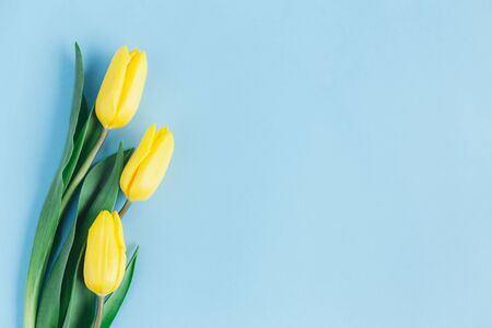 Tender yellow tulips on pastel blue background. Greeting card for Mother's day. Flat lay. Place for text. の写真素材