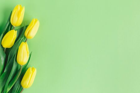 Tender yellow tulips on pastel green background. Greeting card for Mother's day. Flat lay. Place for text. の写真素材