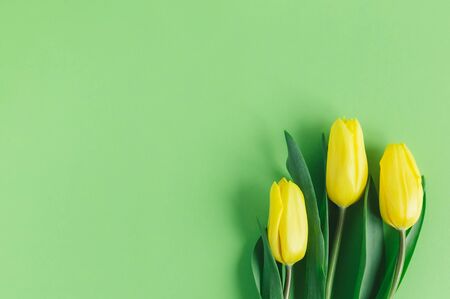 Tender yellow tulips on pastel green background. Greeting card for Mother's day. Flat lay. Place for text. の写真素材
