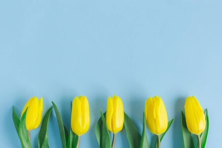 Tender yellow tulips on pastel blue background. Greeting card for Mother's day. Flat lay. Place for text. の写真素材
