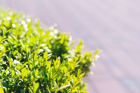 Blurred bush with fresh green leaves on a sunny spring day. Spring nature background. Place for text.の写真素材
