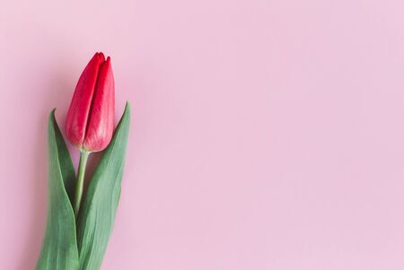 Tender red pink tulip on pastel pink background. Greeting card for Mother's day. Flat lay. Place for text. の写真素材