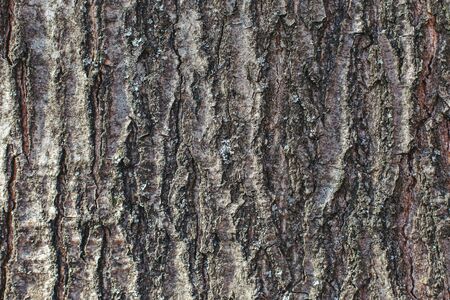 Dark wooden texture or background. Close-up. Place for text.
