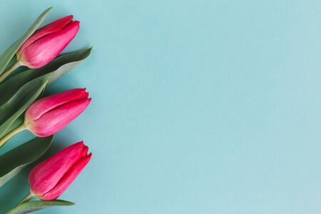 Tender red pink tulip on pastel turquoise background. Greeting card for Mother's day. Flat lay. Place for text. の写真素材
