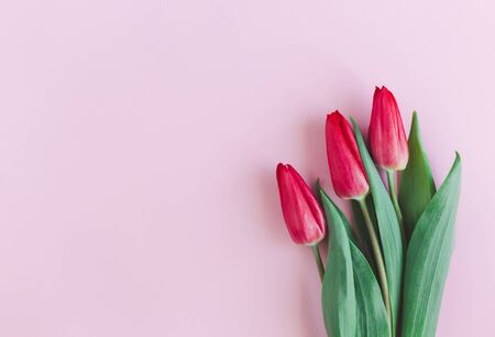 Tender red pink tulips on pastel pink background. Greeting card for Mother's day.の写真素材