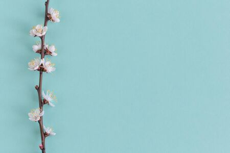 Blossoming branch of apricot tree on a pastel turquoise background. Minimal spring concept. Flat lay. Place for text. の写真素材