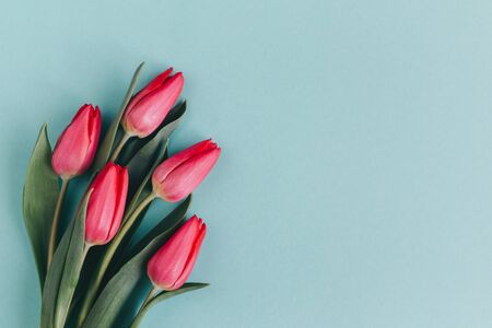 Tender red pink tulips on pastel turquoise background. Greeting card for Mother's day. Flat lay. Place for text. の写真素材