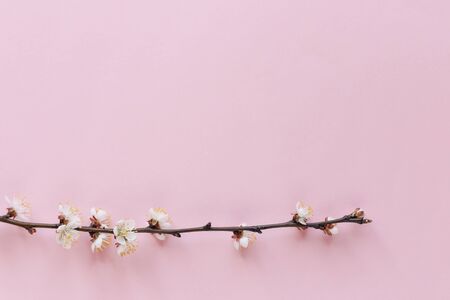 Blossoming branch of apricot tree on a pastel pink background. Minimal spring concept. Flat lay. Place for text. の写真素材