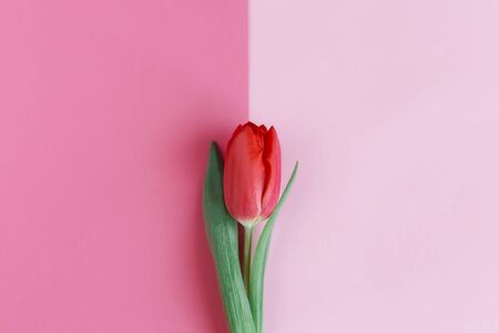 Tender red pink tulip on pastel pink background. Greeting card for Mother's day. Flat lay. Place for text. の写真素材