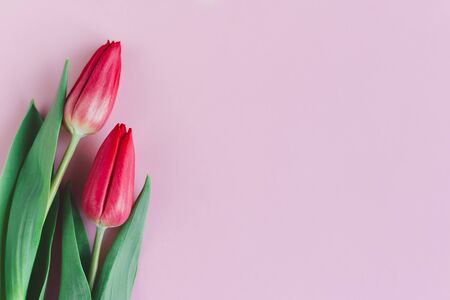 Tender red pink tulips on pastel pink background. Greeting card for Mother's day. Flat lay. Place for text. の写真素材