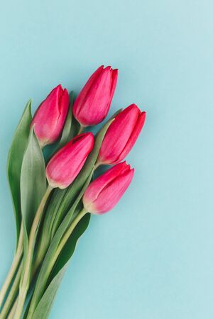 Tender red pink tulips on pastel turquoise background. Greeting card for Mother's day. Flat lay. Place for text. の写真素材