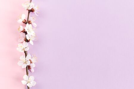Blossoming branches of apricot tree on a pastel pink and violet background. Minimal spring concept. Flat lay. Place for text. の写真素材