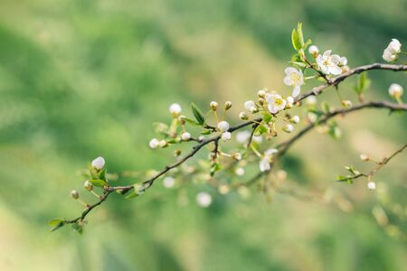 Branches of a blossoming tree on a garden background. Spring blossom. Selective focus.の写真素材