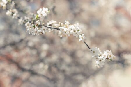 Branch of a blossoming tree on a garden background. Spring blossom. Selective focus.