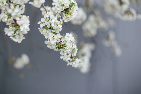 Branch of a blossoming tree on a grey wall in a sunlight. Spring blossom. Selective focus.の写真素材