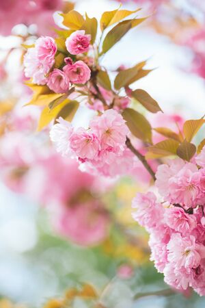 Amazing pink cherry blossoms on the Sakura tree.  Beautiful spring tree. Close-up.の写真素材