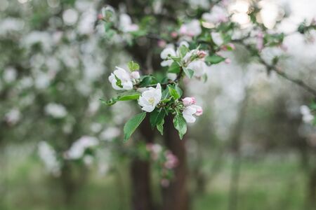 Branch of a blossoming apple tree in a spring garden. Spring blossom. Selective focus.