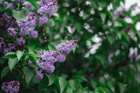 Branch of blossoming lilac in a spring garden.  Selective focus.の写真素材