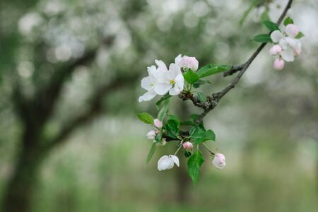 Branch of a blossoming apple tree in a spring garden. Spring blossom. Selective focus.の写真素材