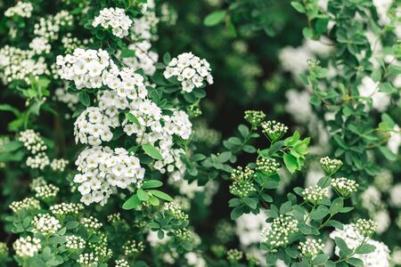 Branches of blossoming Spirea arguta (Brides wreath) bush in a spring garden.  Selective focus.の写真素材