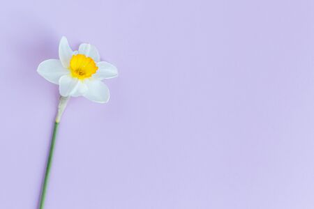 Beautiful white daffodil on a pastel violet background. Flat lay. Place for text.の写真素材