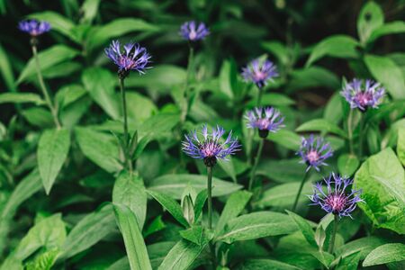Beautiful blue cornflowers in a garden. Dark green background. Selective focus.の写真素材