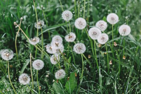 Beautiful fluffy dandelions in the summer meadow.  Summer background.の写真素材