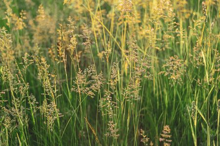 Beautiful summer meadow in a sunset light.  Selective focus.の写真素材