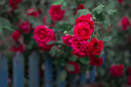 Beautiful dark pink roses near old blue fence in a summer garden. Dark green background. Selective focus.の写真素材