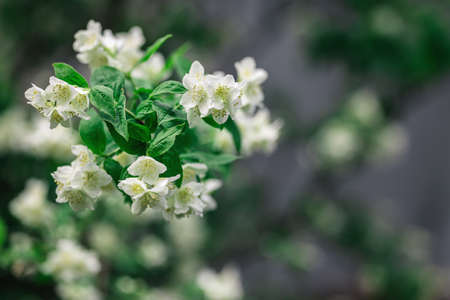Beautiful branch of blossoming jasmine in a spring garden. Selective focus.の写真素材