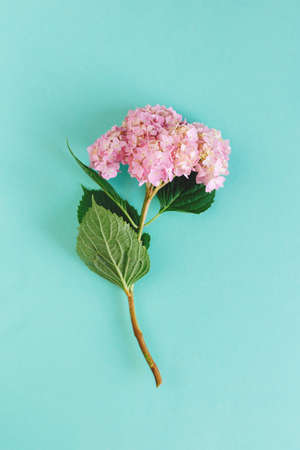 Amazing light pink Hydrangea flower on a turquoise background. Flat lay. Place for text.の写真素材
