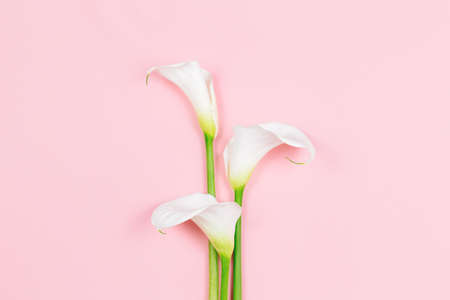 Amazing white Calla Lilies flowers on a pink pastel background. Flat lay. Place for text.