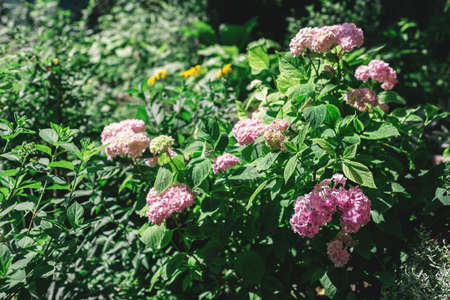Amazing light pink Hydrangea flowers in a summer garden. Selective focus.の写真素材