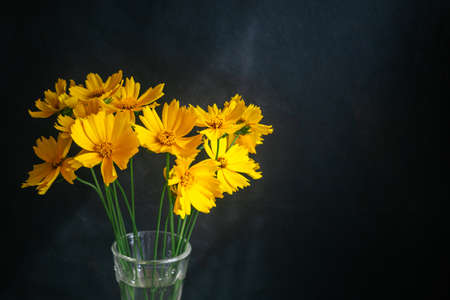 Beautiful yellow flowers in a sunlight. Dark background. Selective focus. Place for text.
