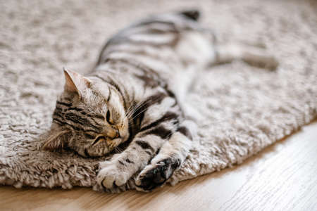 Fluffy kitten (Scottish Stright breed), slipping on the rug. Tabby gray cat.の写真素材