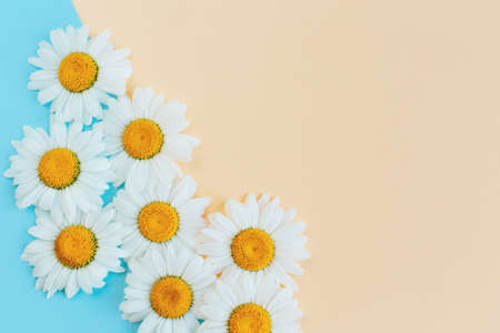 Beautiful white daisy flowers on a light blue and peach pastel background. Greeting card for summer days. Place for text. Close-up.の写真素材