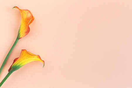 Beautiful yellow Calla Lilies flowers on a peach pastel background. Flat lay. Place for text.