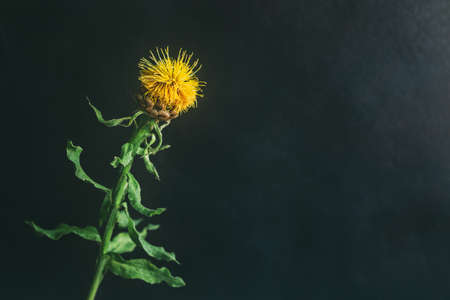 Beautiful yellow cornflower in a sunlight. Dark background. Selective focus. Place for text.