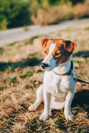 Adorable puppy Jack Russell Terrier on the meadow before sunset. Beautiful sunny day.の写真素材