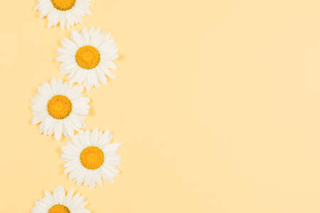 Beautiful white daisy flowers on a light yellow background. Greeting card for summer days. Place for...