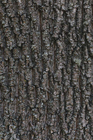 Dark wooden texture or background. Close-up. Place for text.