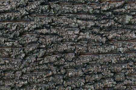 Dark wooden texture or background. Close-up. Place for text.