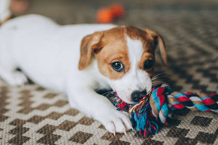 Adorable puppy Jack Russell Terrier on the capet playing with toy. Portrait of a little dog.の写真素材